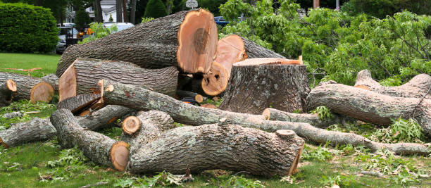  Bridgewater, VA Tree Services Pros